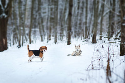 Dogs on snow covered land