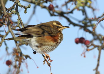 Low angle view of bird perching on branch