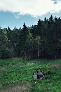 Scenic view of forest against sky