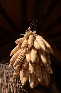 Close-up of corn