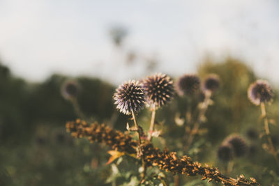 Close-up of flowers against blurred background