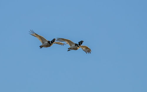 Low angle view of seagulls flying