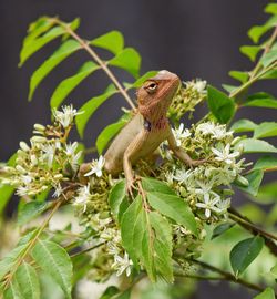 Close-up of lizard on plant with beautiful sharp eyes .