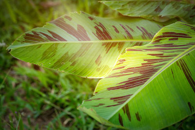 Close-up of fresh green leaves on land