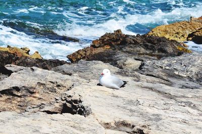 Seagull perching on rock by sea