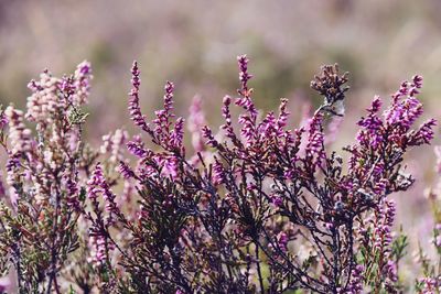 Close-up of pink flowering plants