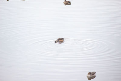 High angle view of duck swimming on lake