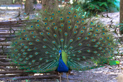 Close-up of peacock