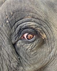 Close-up of elephant