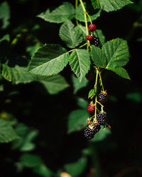 Close-up of insect on plant