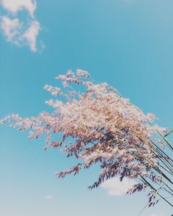 Low angle view of cherry blossom tree against blue sky