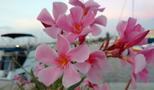 Close-up of pink cherry blossoms against sky