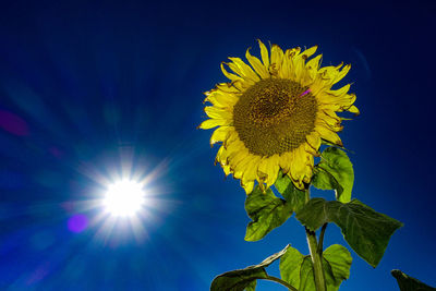 Low angle view of sunflower against blue sky