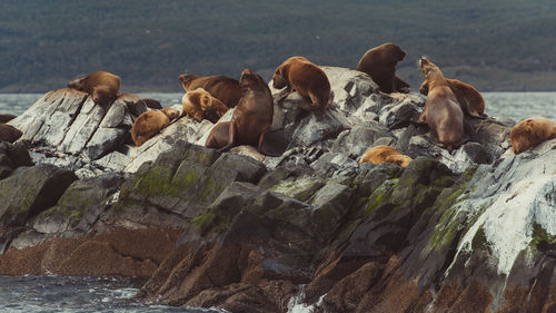 Sea lions on rock at beach