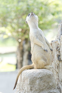 Close-up of an animal sitting on rock