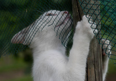 Close-up of cat in cage