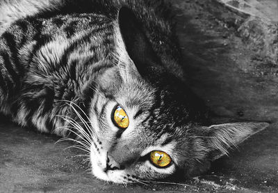 Close-up portrait of cat