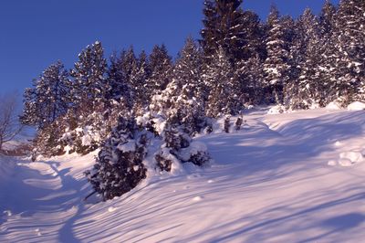 Trees on snow covered landscape