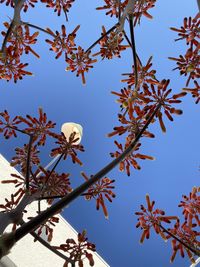 Low angle view of flowering plants against clear blue sky