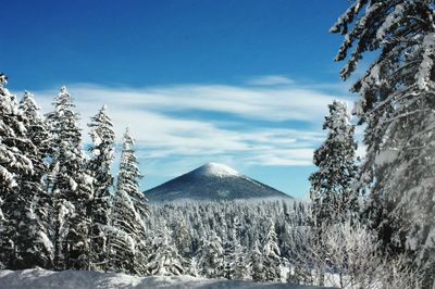 Pine trees against mount hood