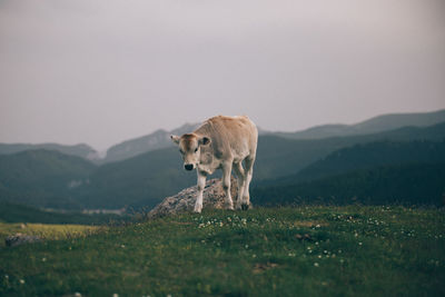 Horse on field against clear sky