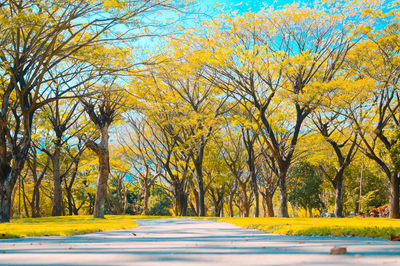 Road amidst trees in forest during autumn