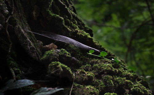 Close-up of moss on rock