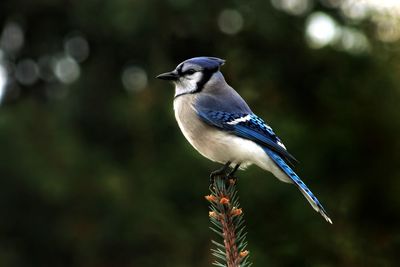 Close-up of bird perching on a plant