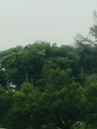 Trees in forest against sky
