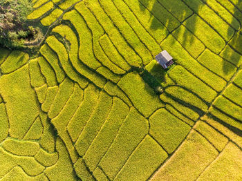 Aerial view of agricultural field