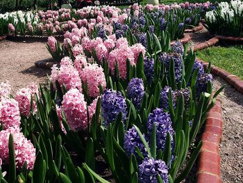 Close-up of purple flowers blooming in field