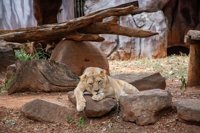 Lion is relaxing. female lion sleeping relax on the rock