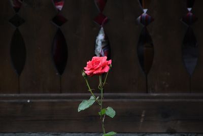 Close-up of red flowers against blurred background