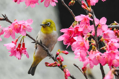 Close-up of bird perching on pink cherry blossom