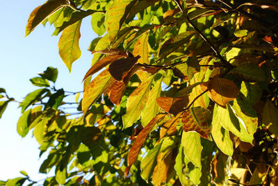 Low angle view of leaves on tree against sky