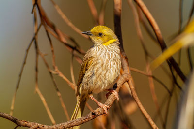 Close-up of bird perching on branch