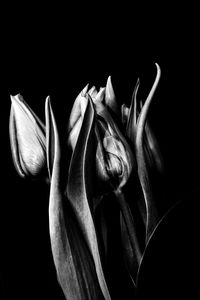black and white