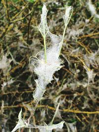 Close-up of frozen plant on land