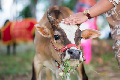 Close-up of hand holding cow outdoors