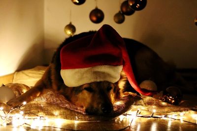 Close-up of dog at home
