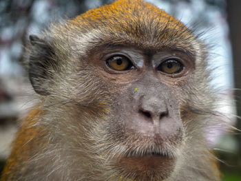 Close-up portrait of a monkey