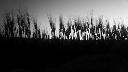 Close-up of trees against sky during sunset