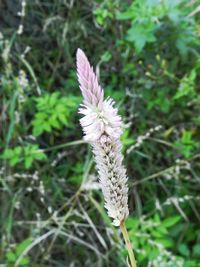 Close-up of flower growing in grass