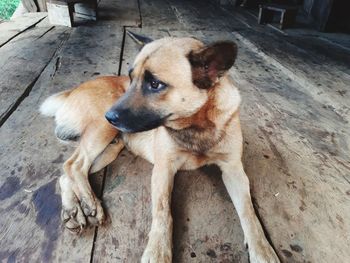 High angle view of dog sitting on wood