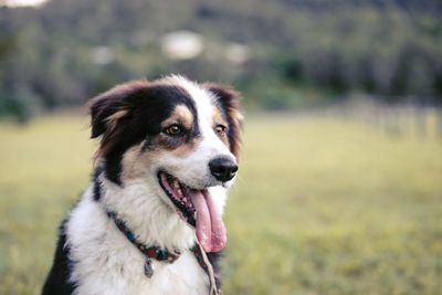 Close-up portrait of dog sticking out tongue on field