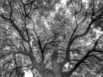 Low angle view of trees against sky