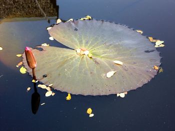 Close-up of lotus water lily in lake