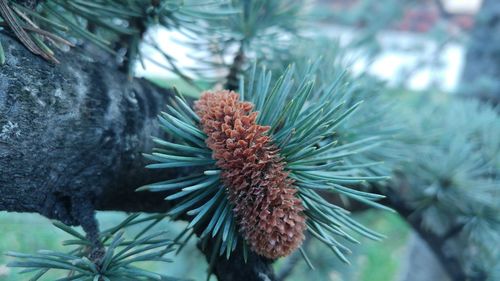 Close-up of pine cone on plant during winter