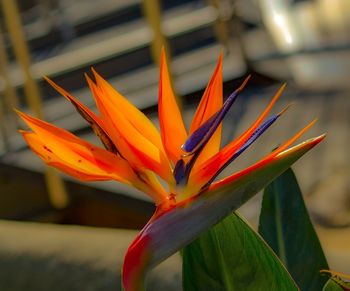 Close-up of orange flower