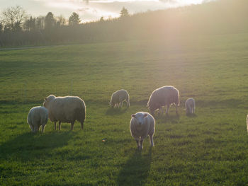 Sheep grazing in field